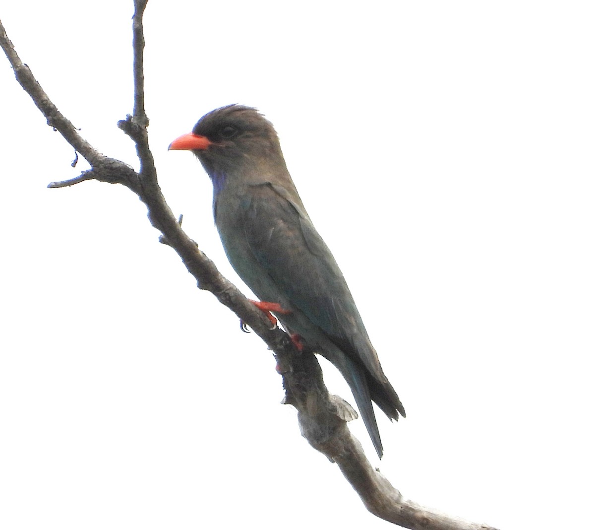 Dollarbird - ML645376613