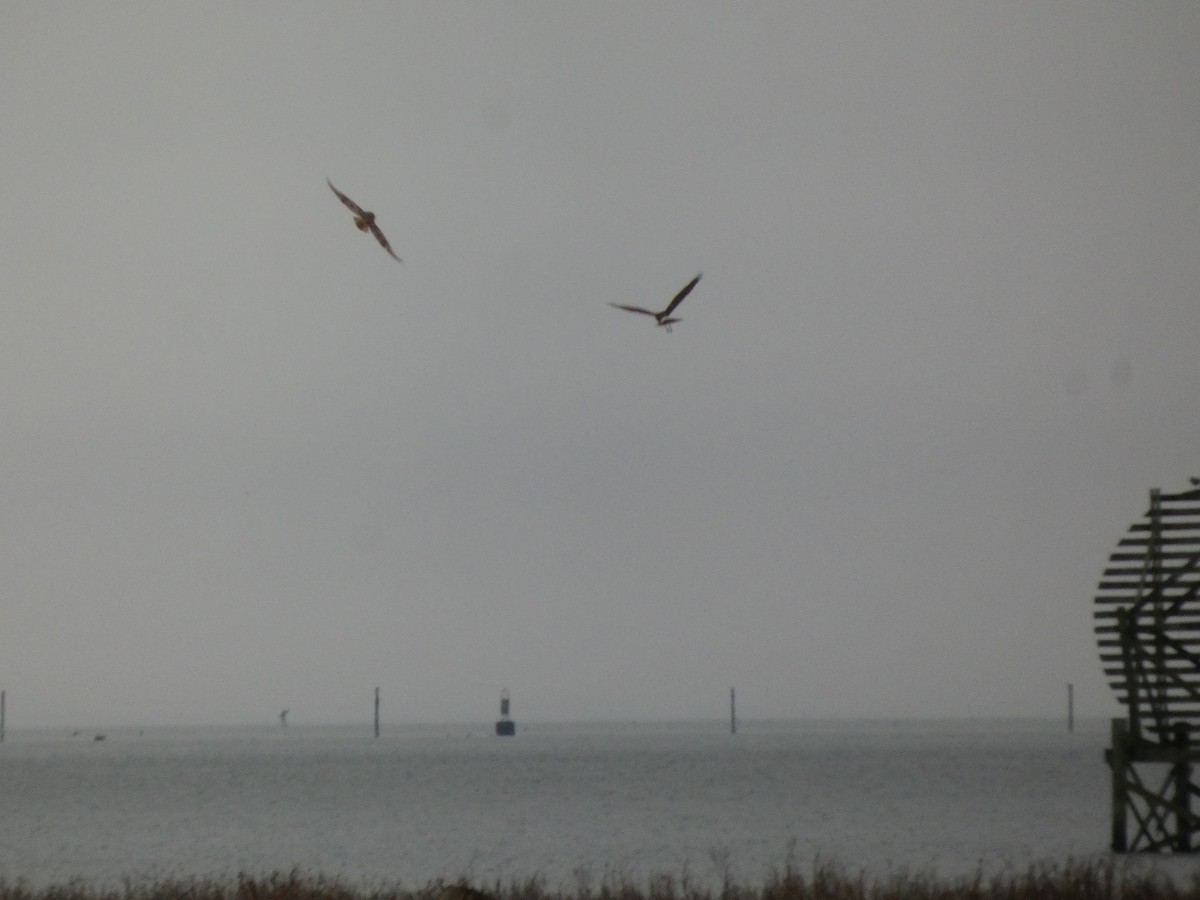 kalous pustovka - ML645376629