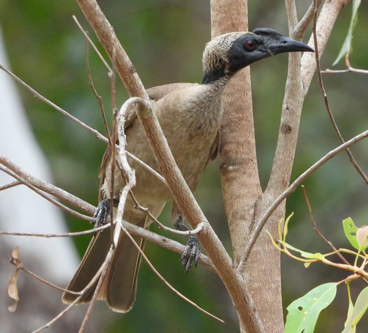 Helmeted Friarbird - ML645376640