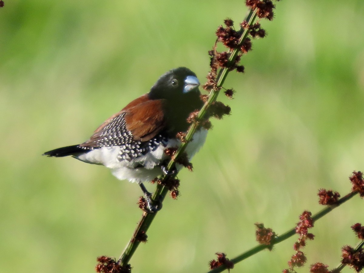 クロシチホウ - ML645376643