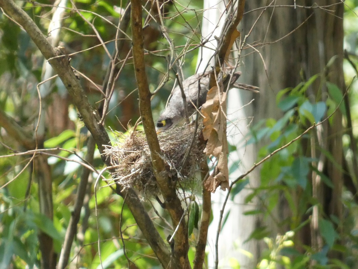 Noisy Miner - ML645376649