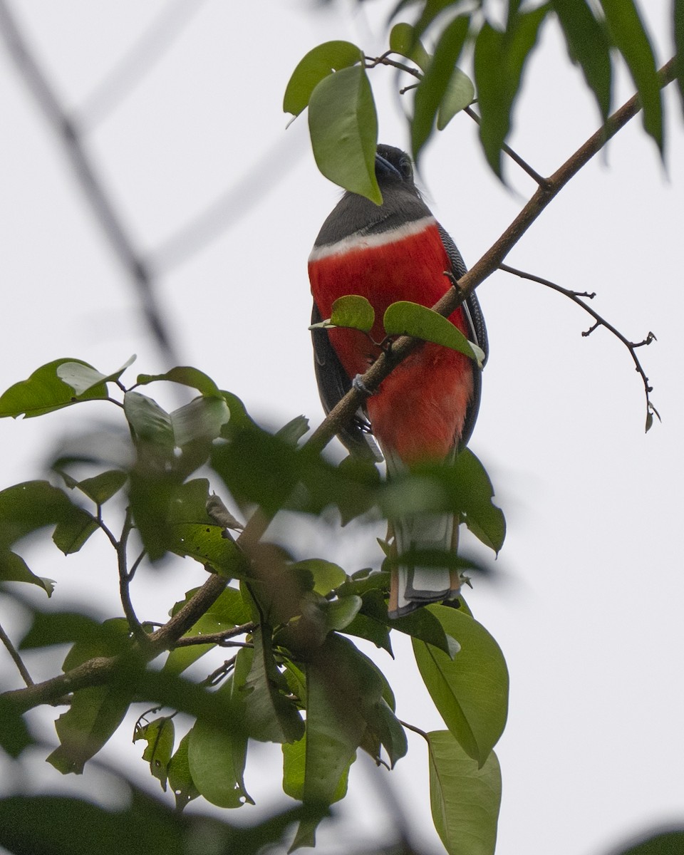 Malabar Trogon - ML645376652