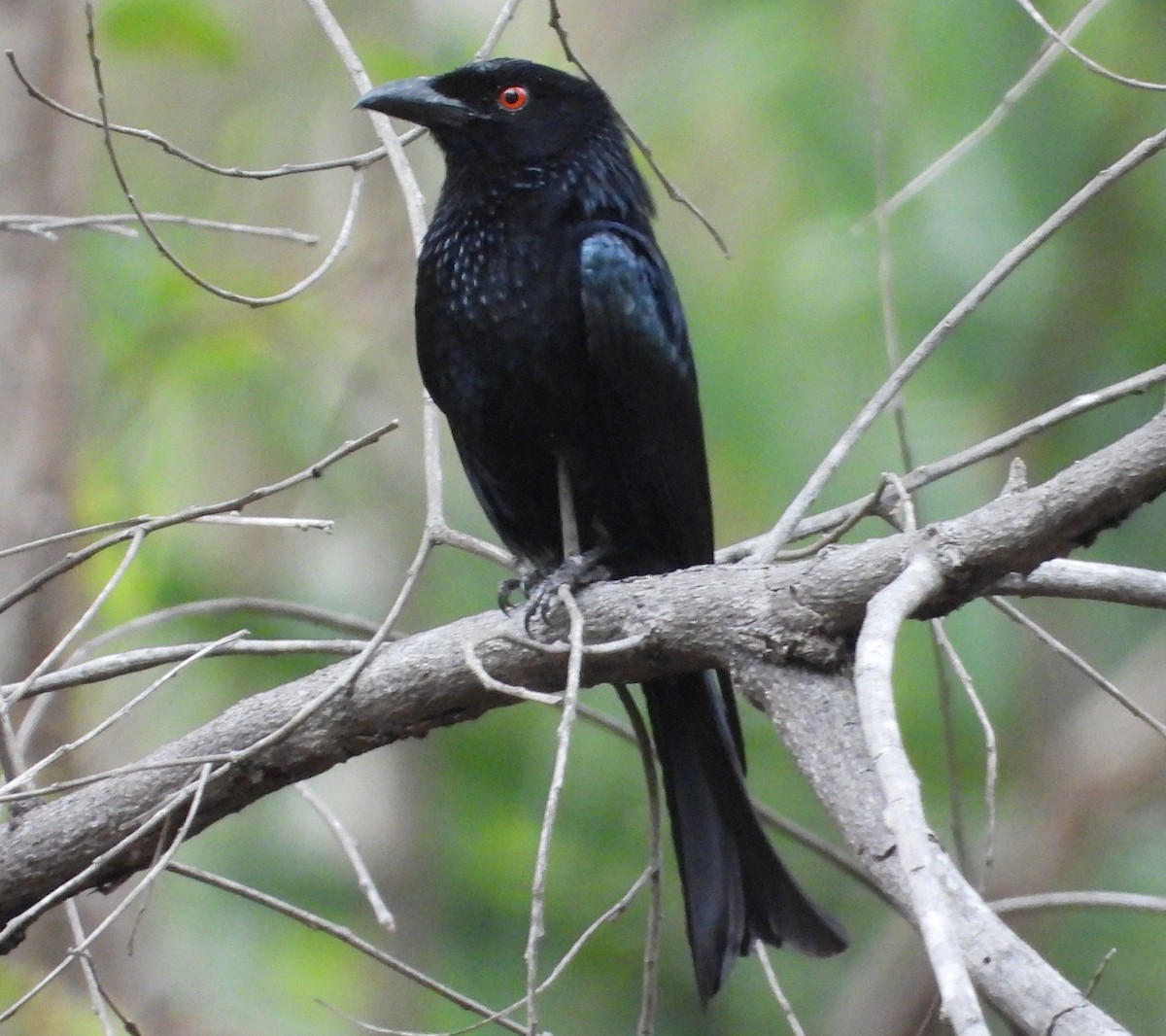 Spangled Drongo - ML645376674