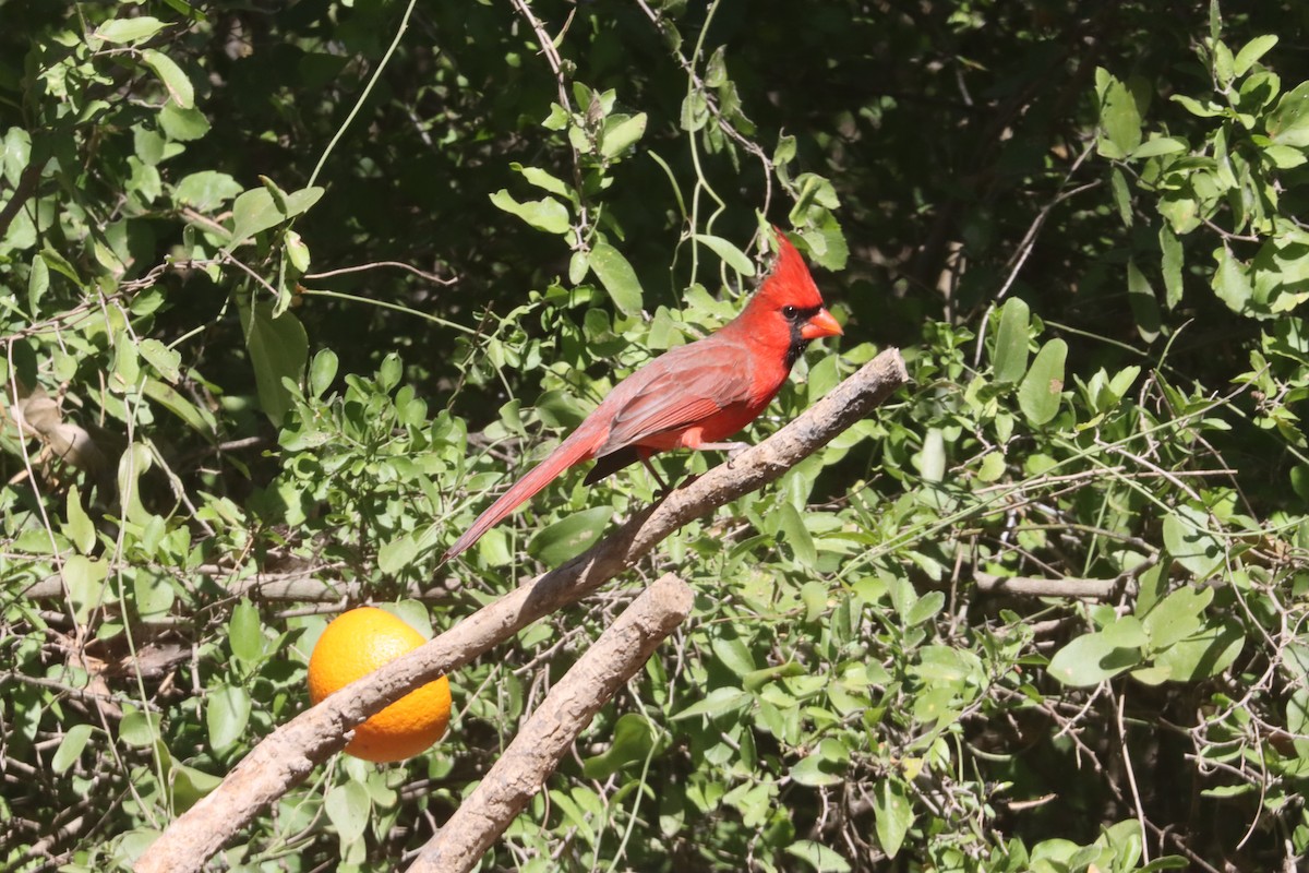 Northern Cardinal - ML645376685