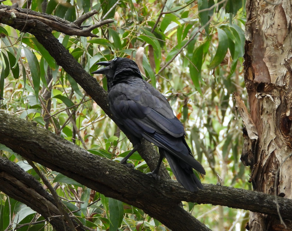 Australian Raven - ML645376686