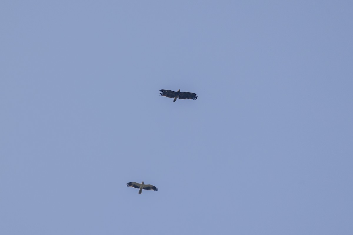 Орёл-карлик - ML645376703