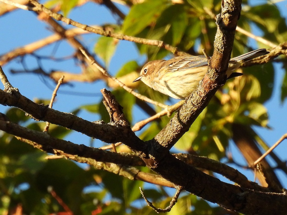 Пісняр-лісовик жовтогузий (підвид coronata) - ML645376718