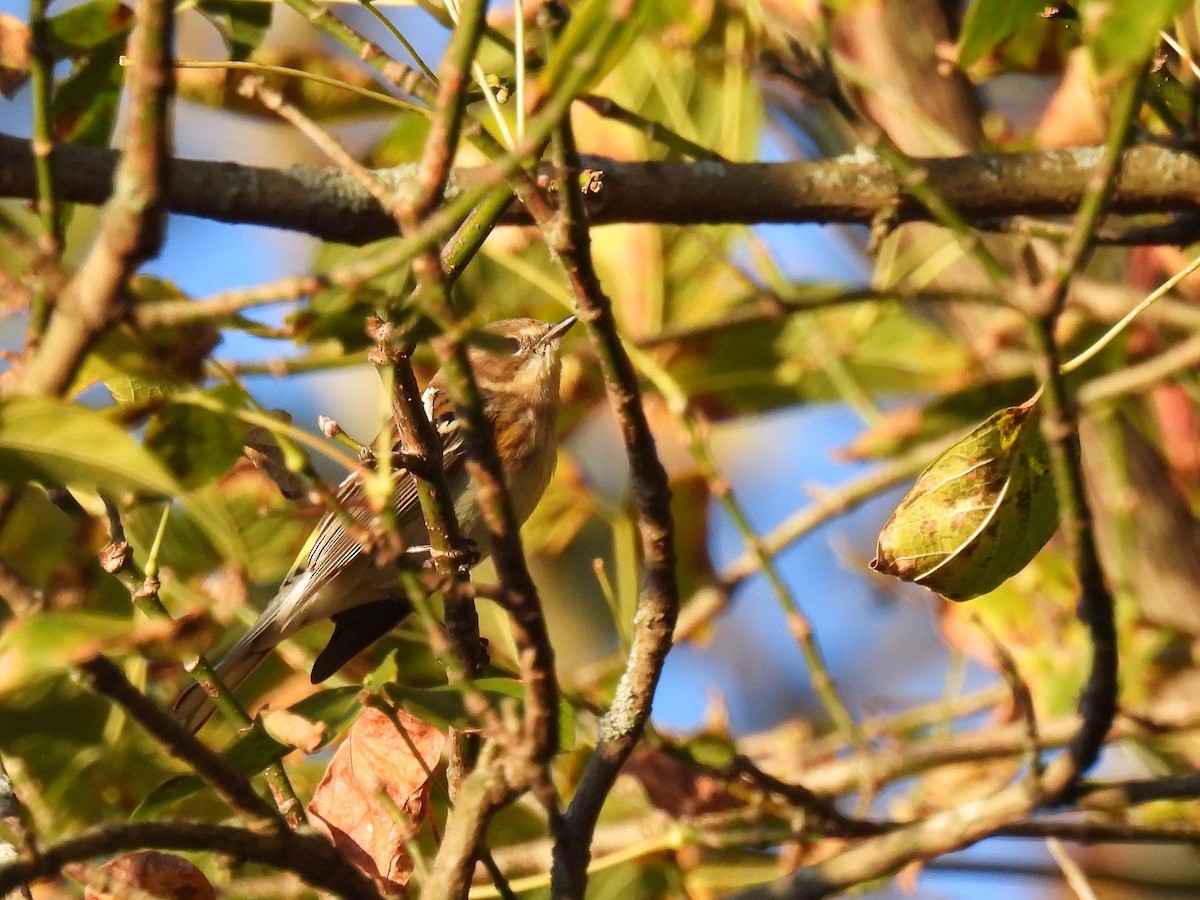 Пісняр-лісовик жовтогузий (підвид coronata) - ML645376719