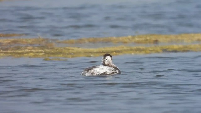 Txilinporta lepabeltza - ML645376720