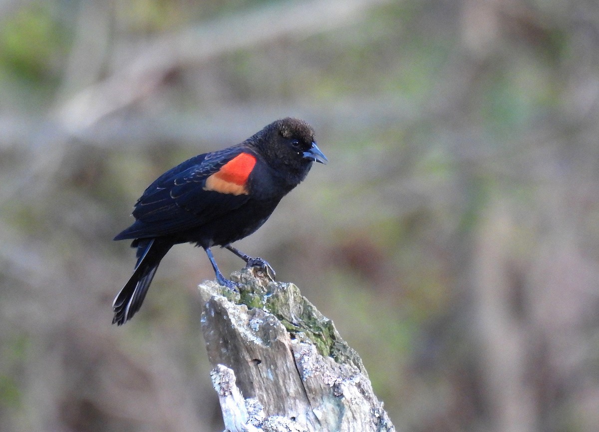 Еполетник червоноплечий - ML645376722