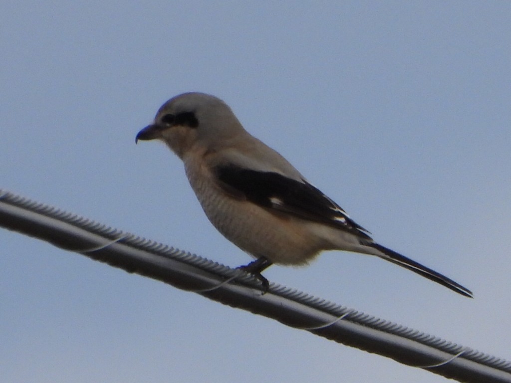 Сорокопуд північний - ML645376724