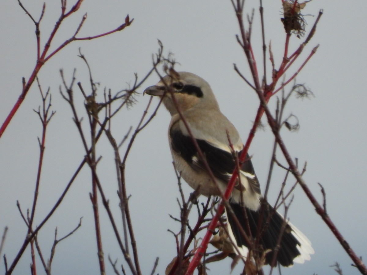 Сорокопуд північний - ML645376725