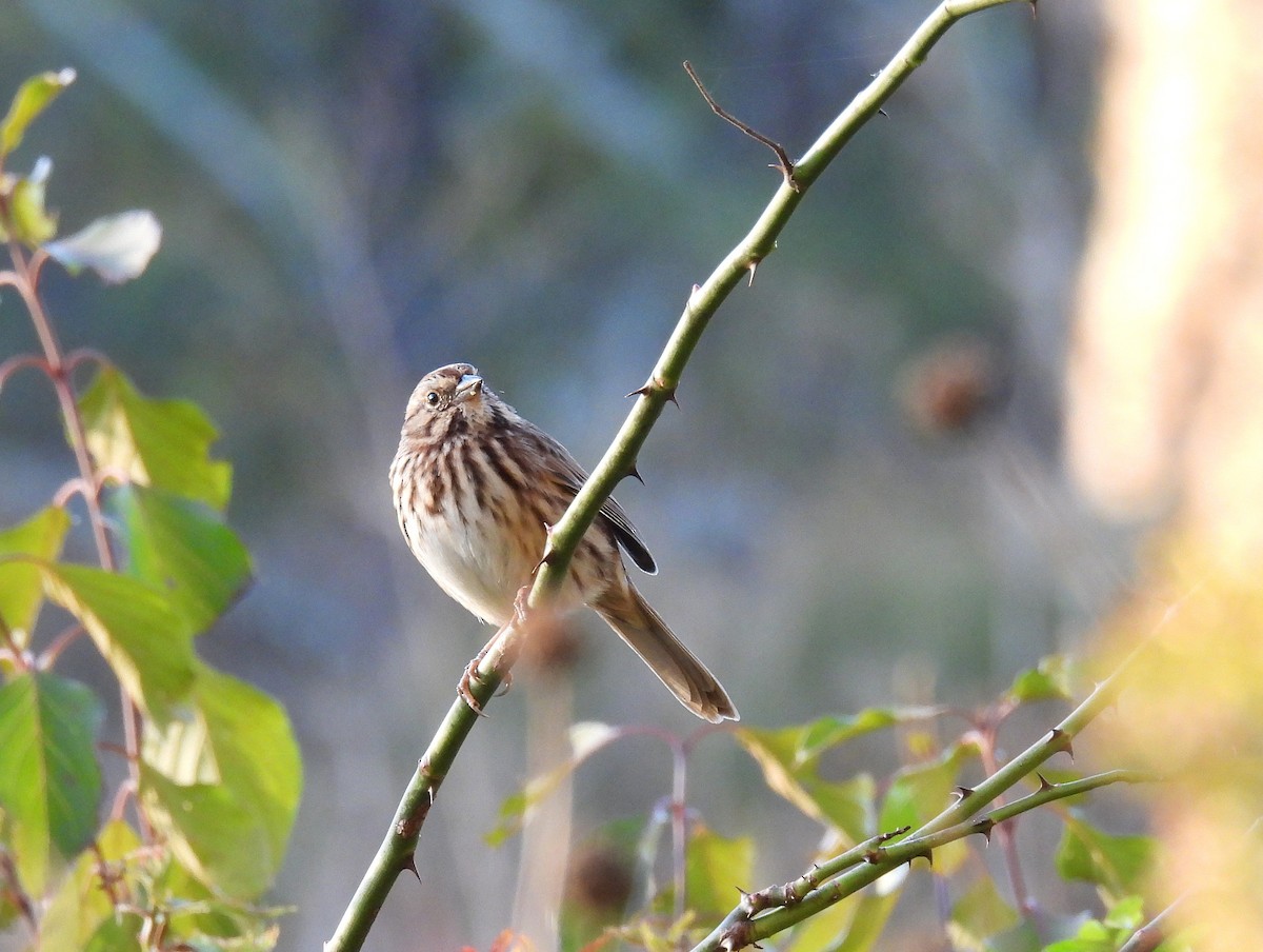 Пасовка співоча - ML645376728