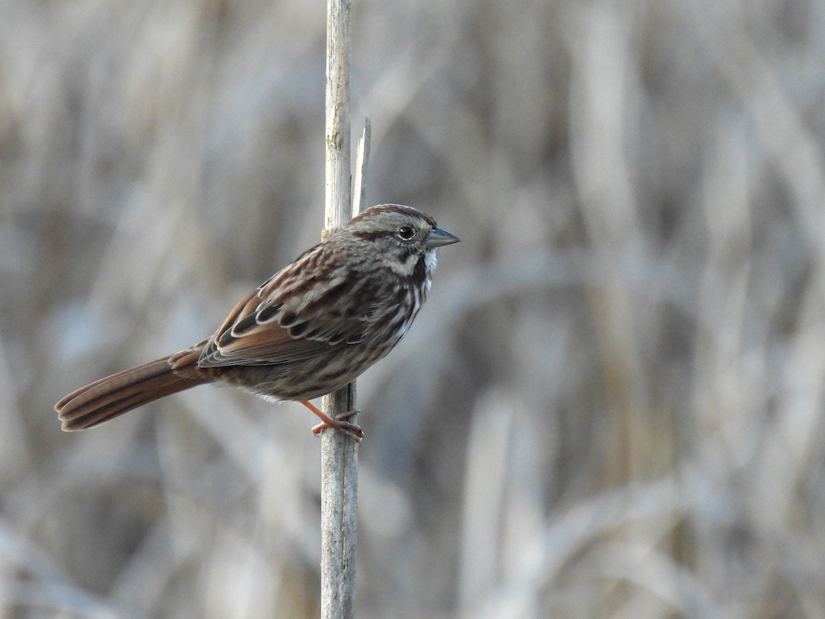 Пасовка співоча - ML645376729
