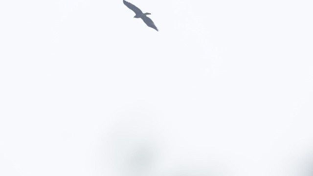 Arrano pikarta - ML645376736