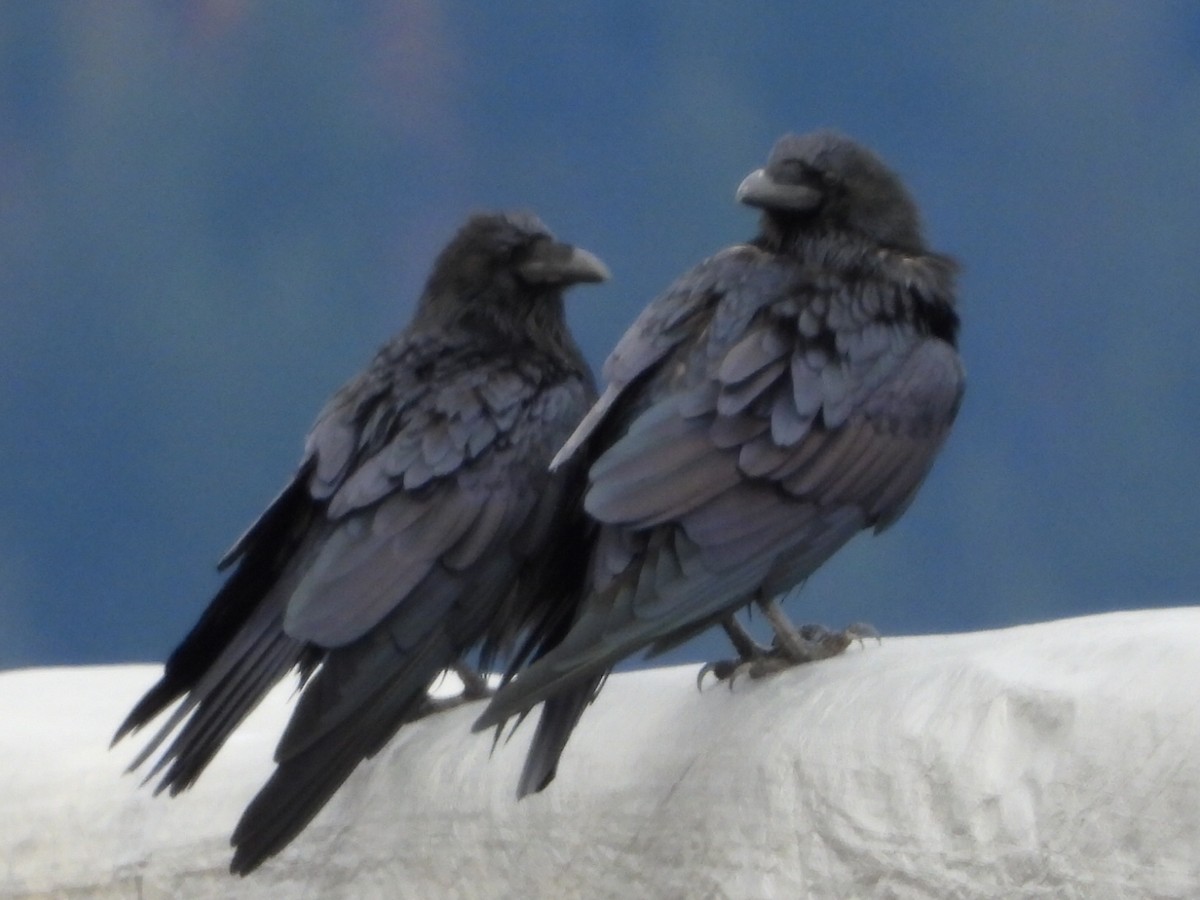 Erroi handia - ML645376737