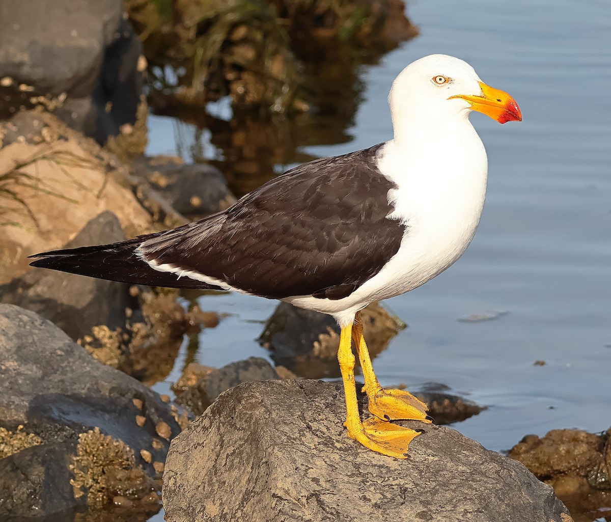 Большеклювая чайка - ML645376741