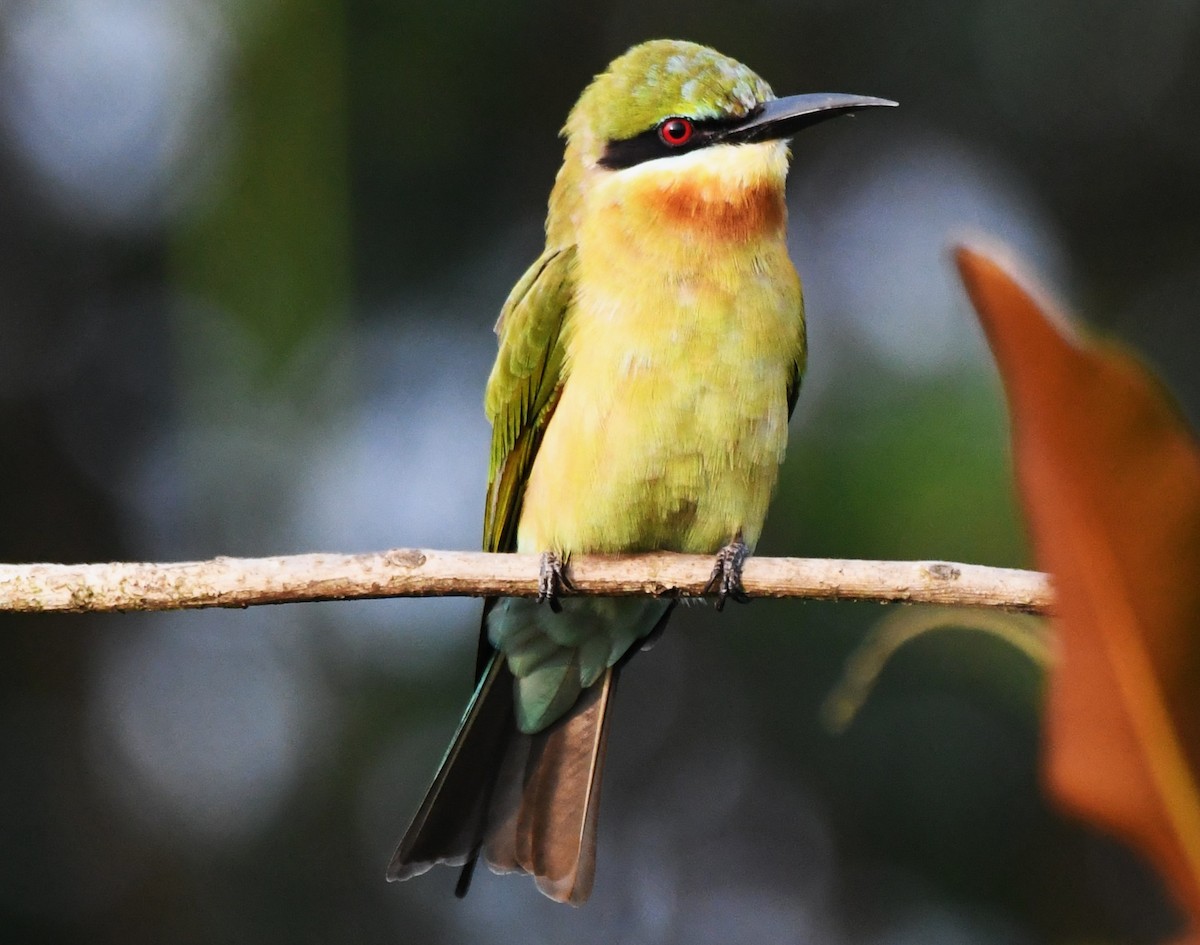 Синехвостая щурка - ML645376746