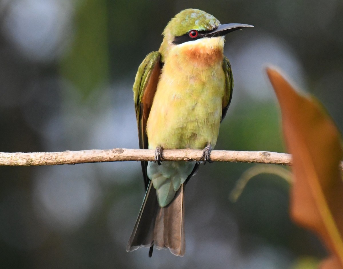 Синехвостая щурка - ML645376747