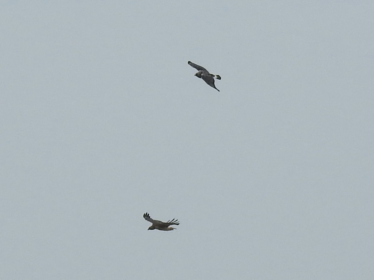 Краснохвостый канюк - ML645376748