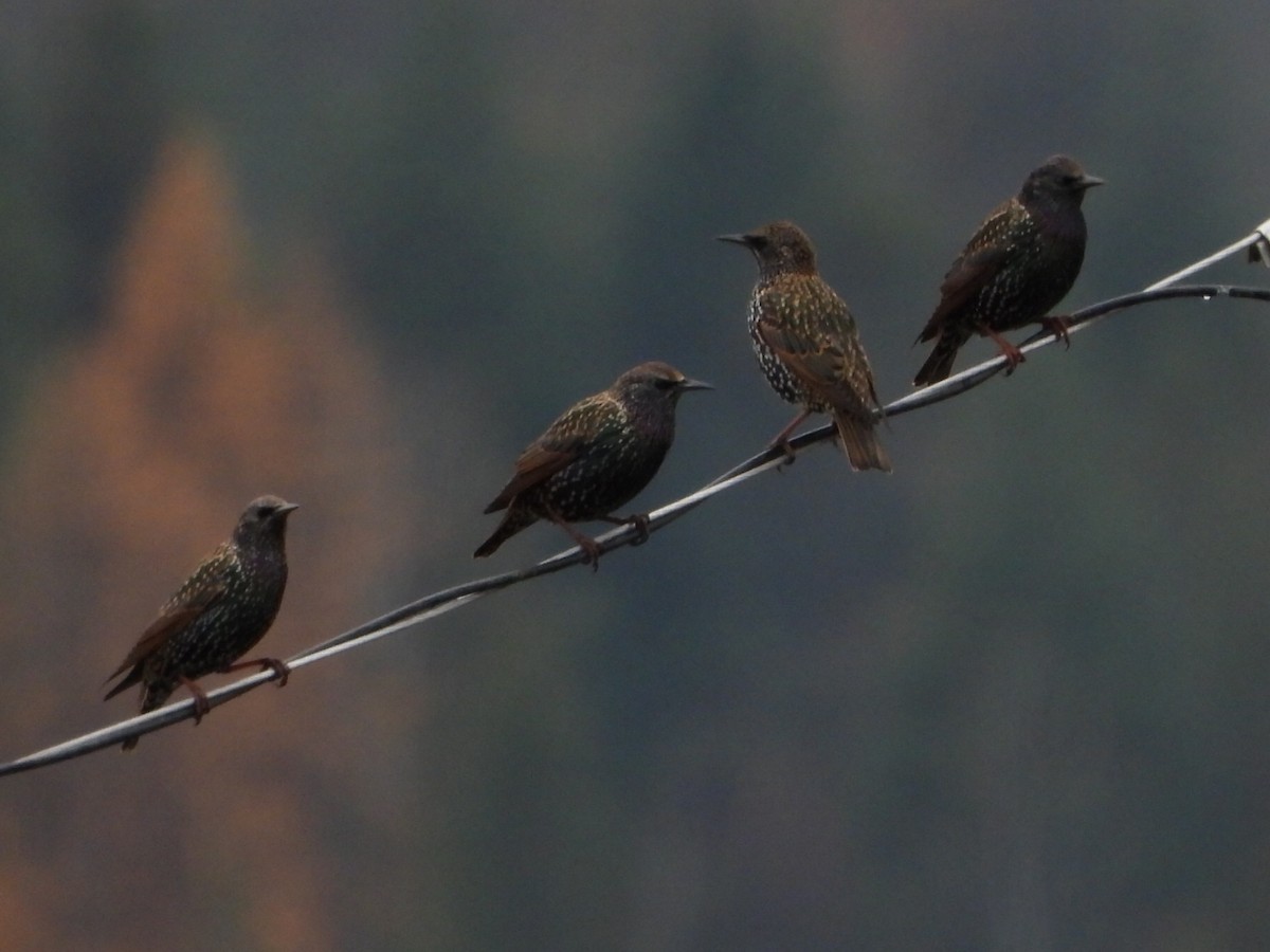 Обыкновенный скворец - ML645376750