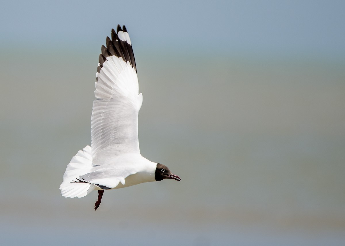 Gaviota Centroasiática - ML645376751