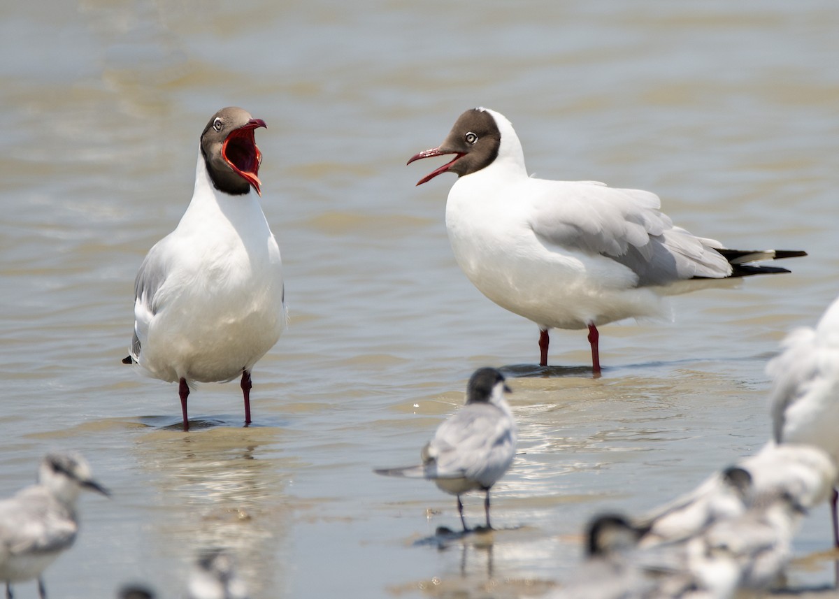 Gaviota Centroasiática - ML645376752
