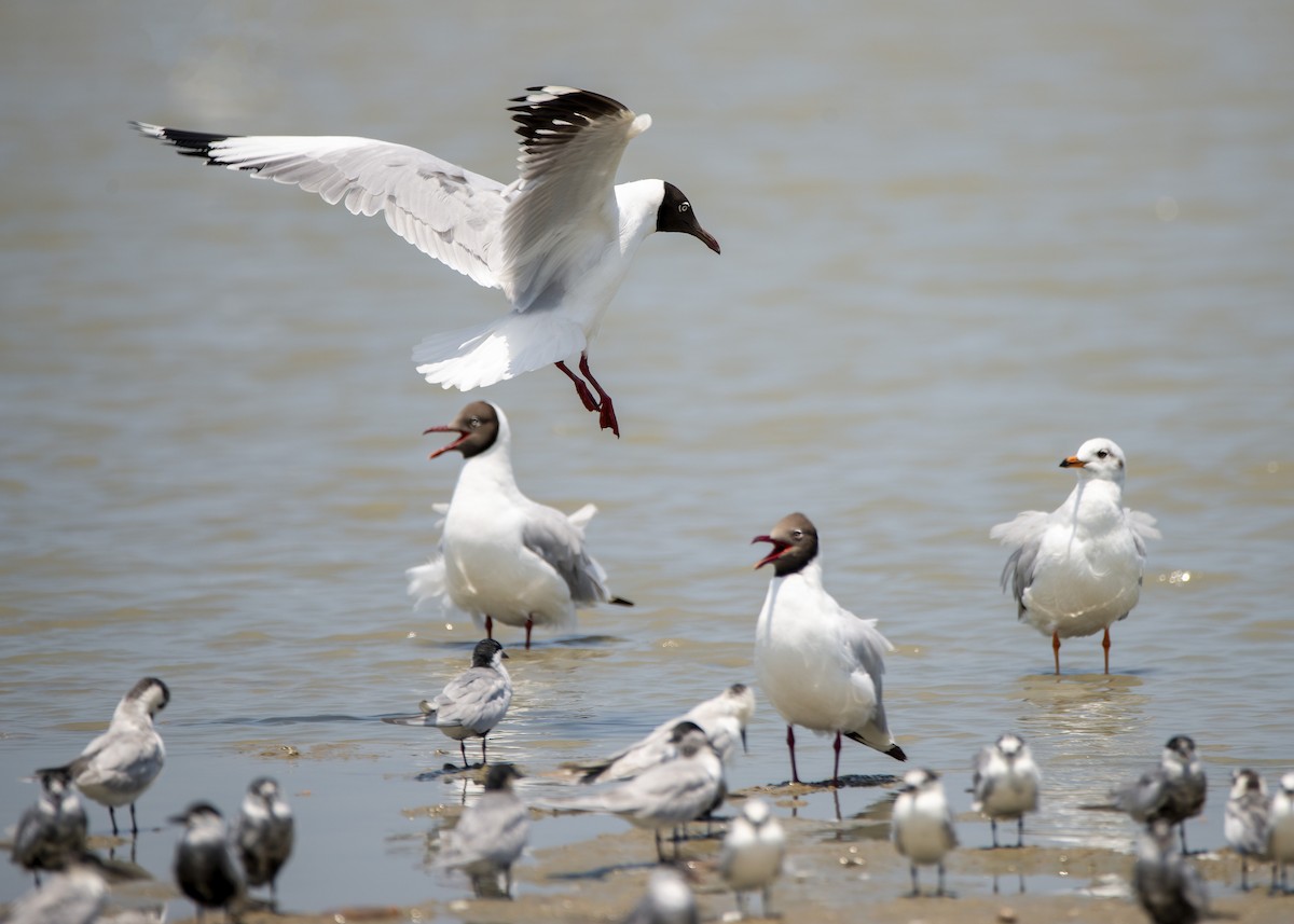 Gaviota Centroasiática - ML645376753