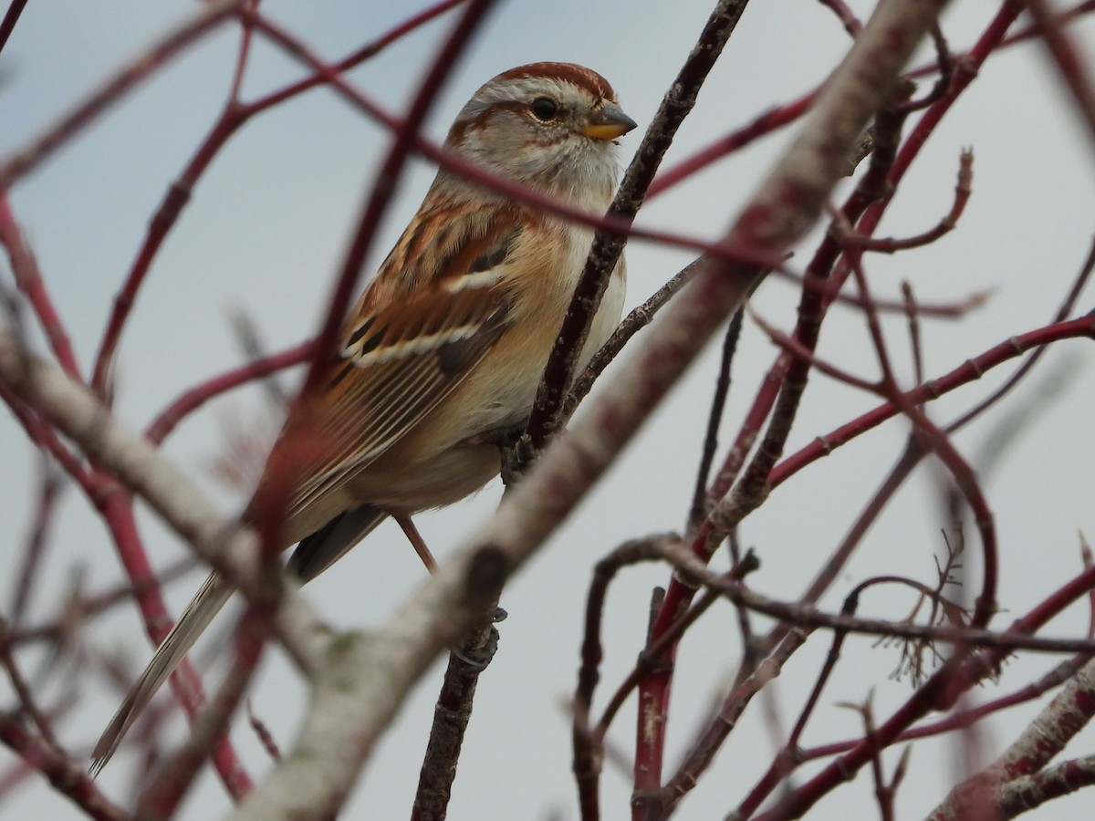 Воробьиная овсянка - ML645376754