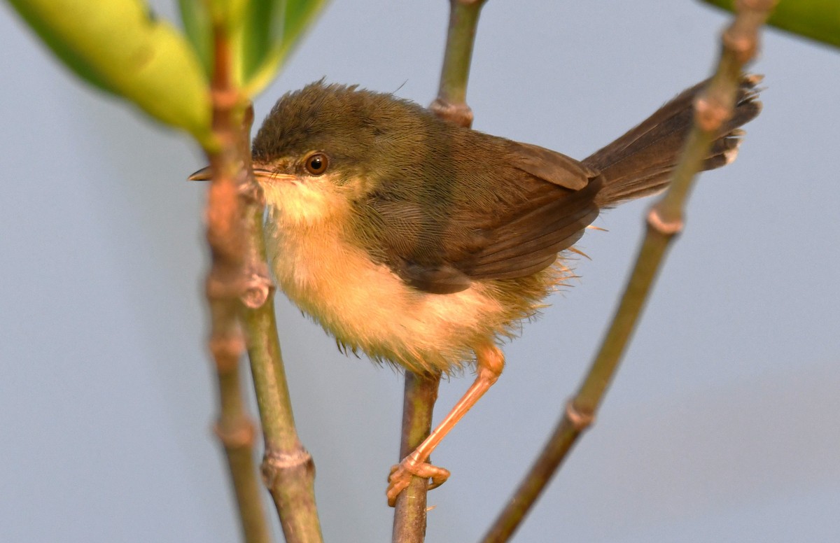 Рыжебрюхая приния - ML645376755