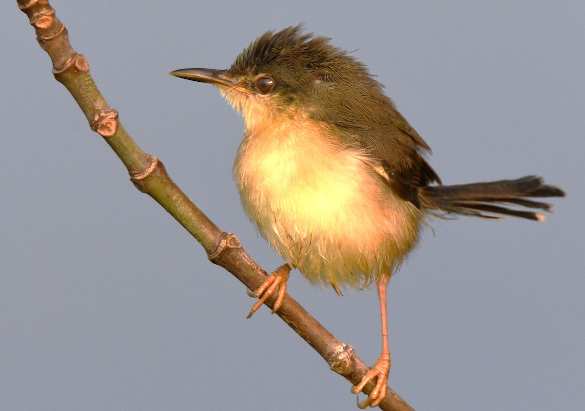 Рыжебрюхая приния - ML645376757