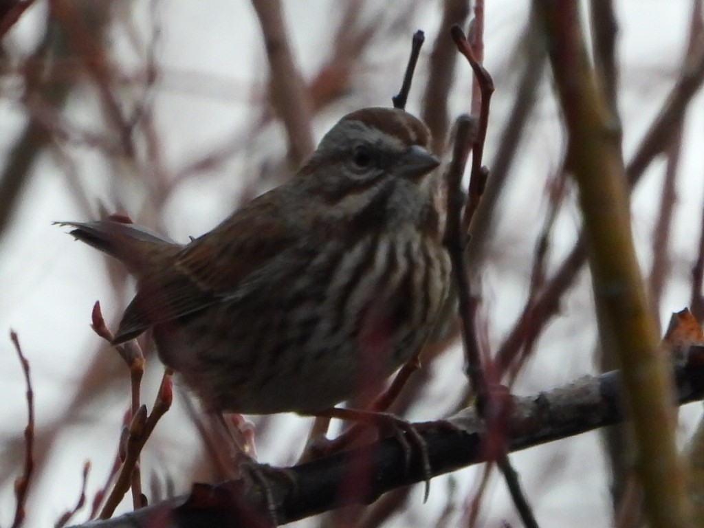 Певчая овсянка - ML645376758