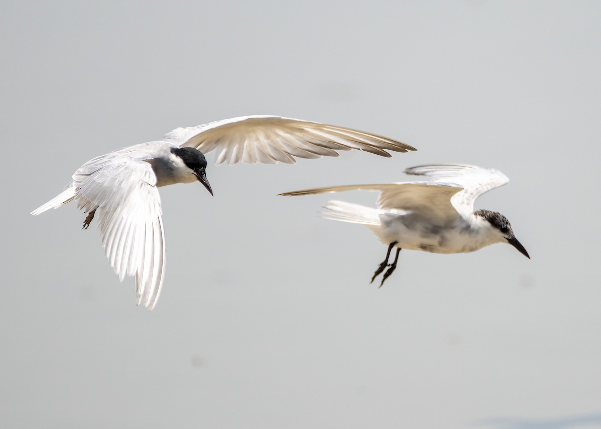 Белощёкая крачка - ML645376760