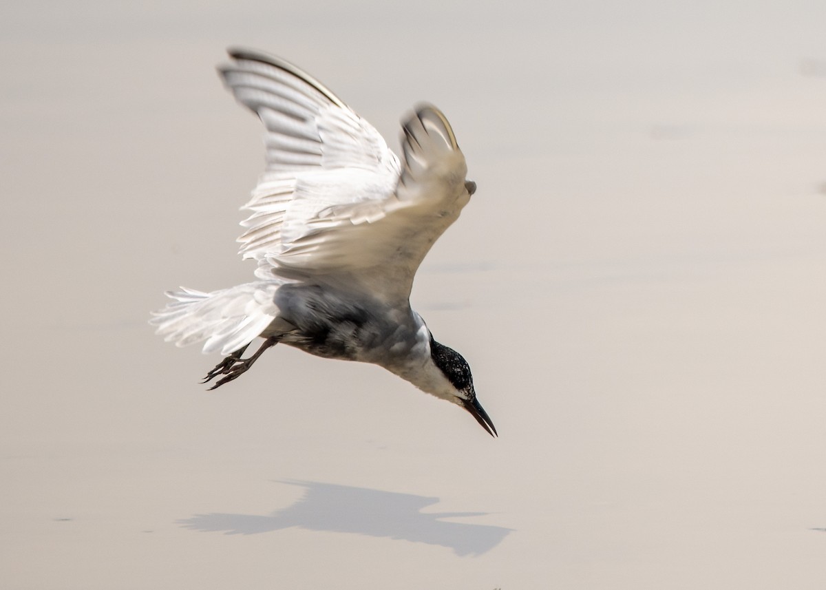 Белощёкая крачка - ML645376761