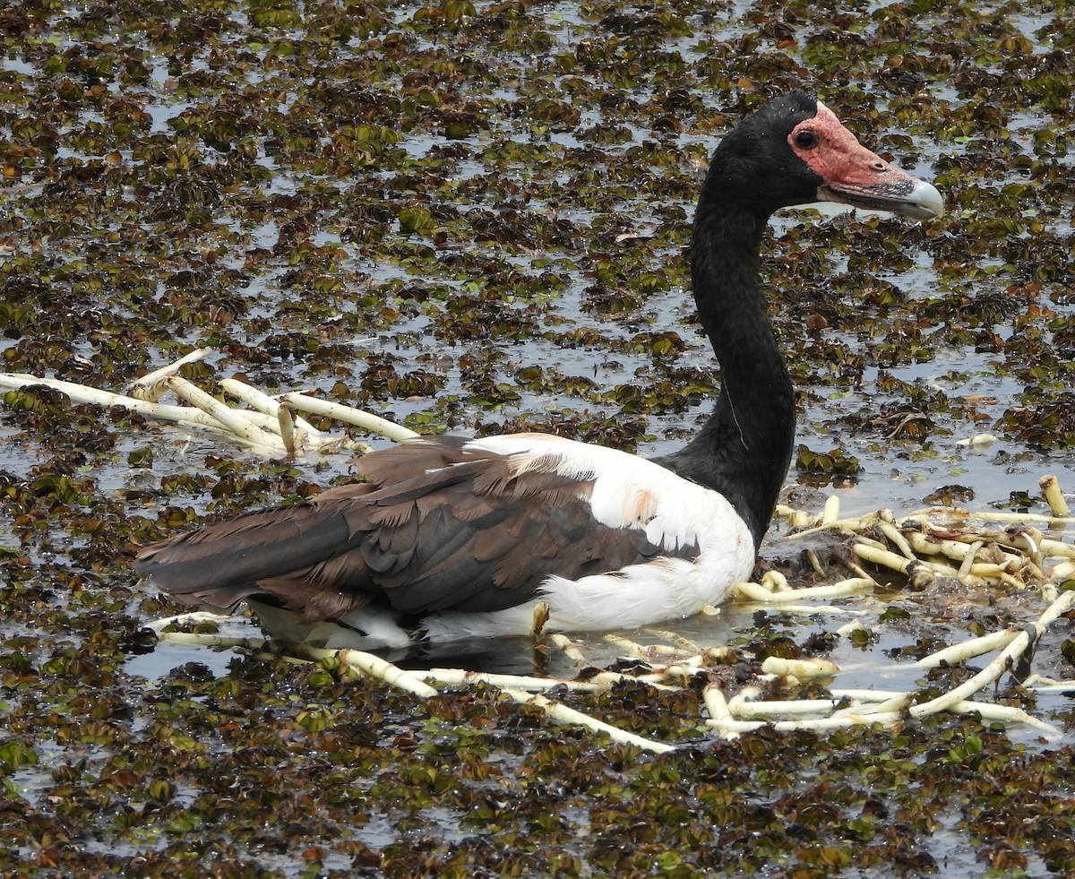 Полулапчатый гусь - ML645376764