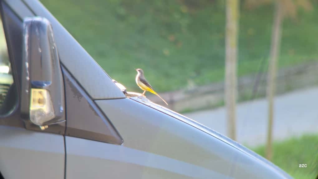 Горная трясогузка - ML645376766