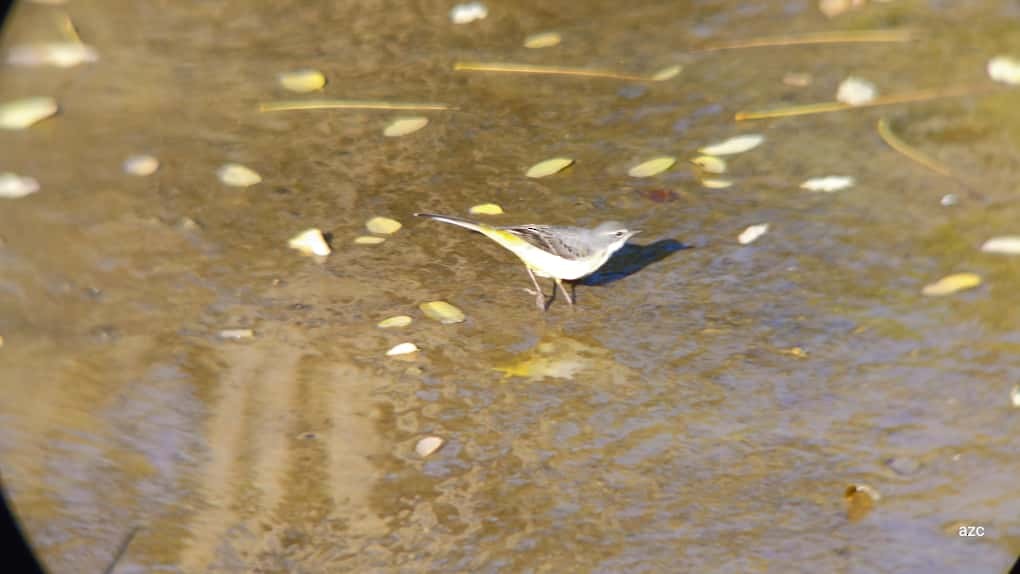 Горная трясогузка - ML645376767