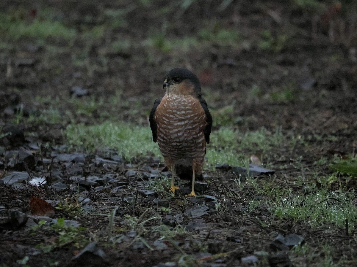 Американский перепелятник - ML645376768