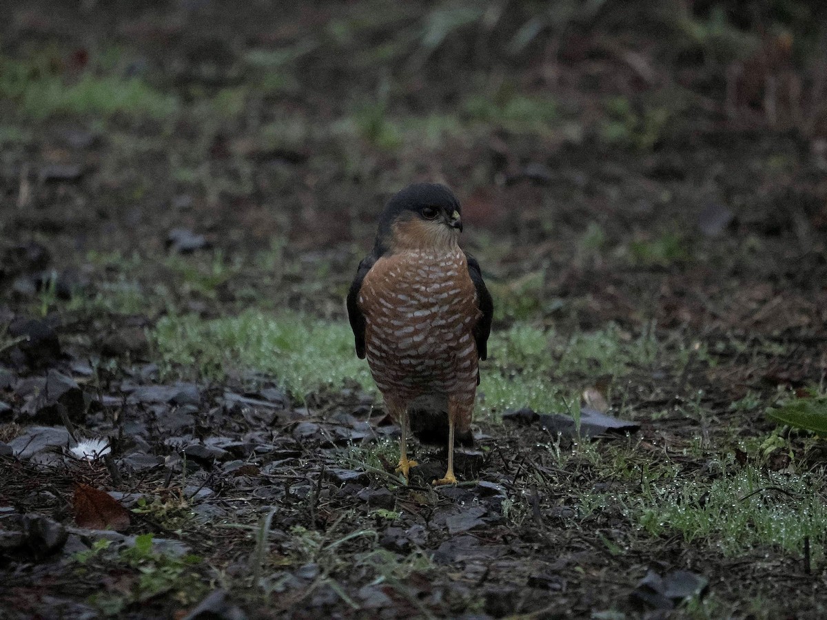 Американский перепелятник - ML645376769