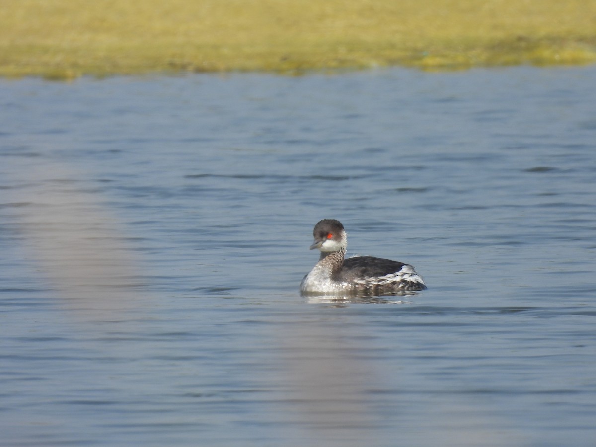 Черношейная поганка - ML645376771
