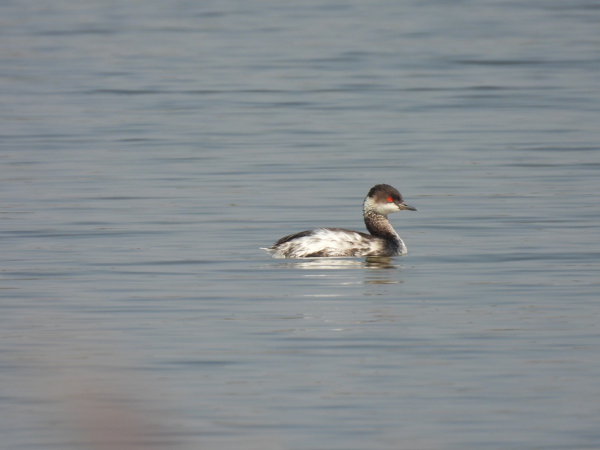 Черношейная поганка - ML645376772