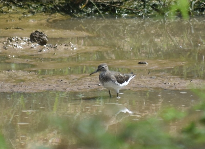 Черныш - ML645376773