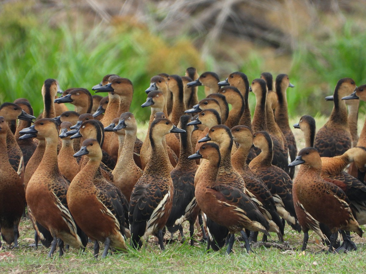 Wandering Whistling-Duck - ML645376774