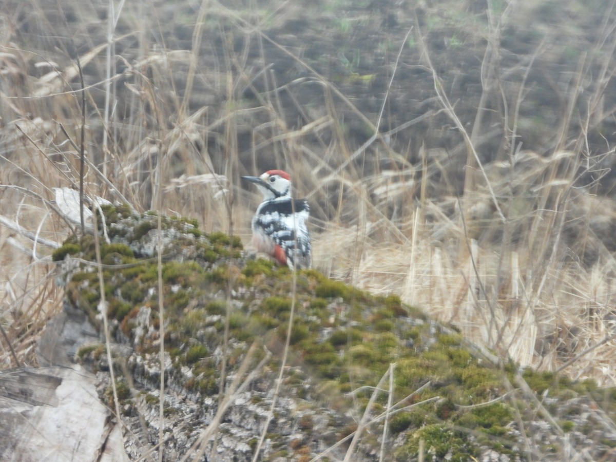 White-backed Woodpecker - ML645376775