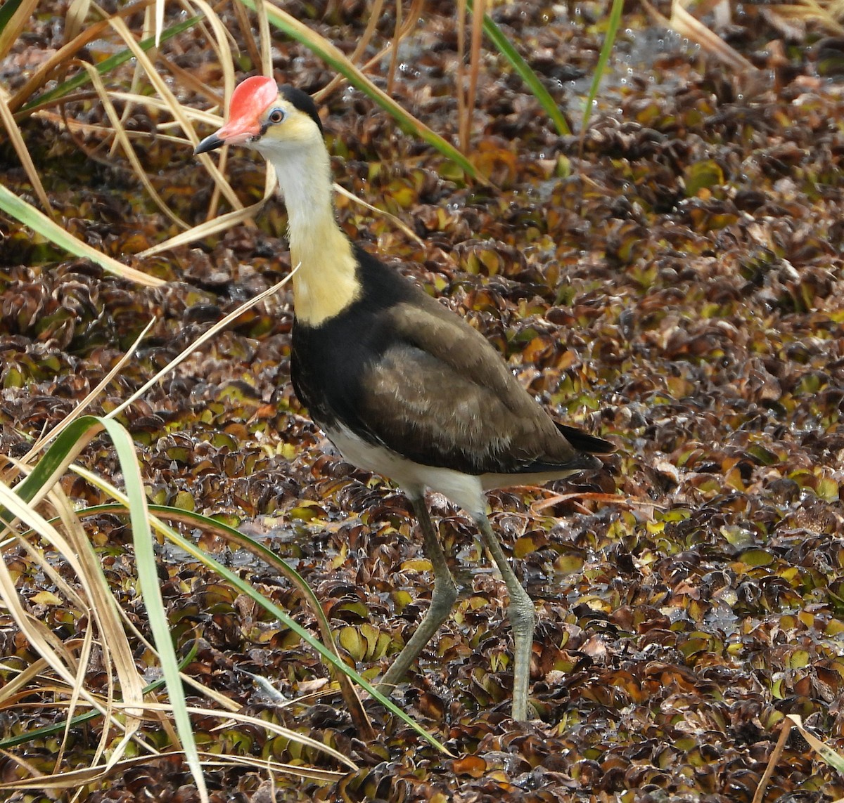Comb-crested Jacana - ML645376781