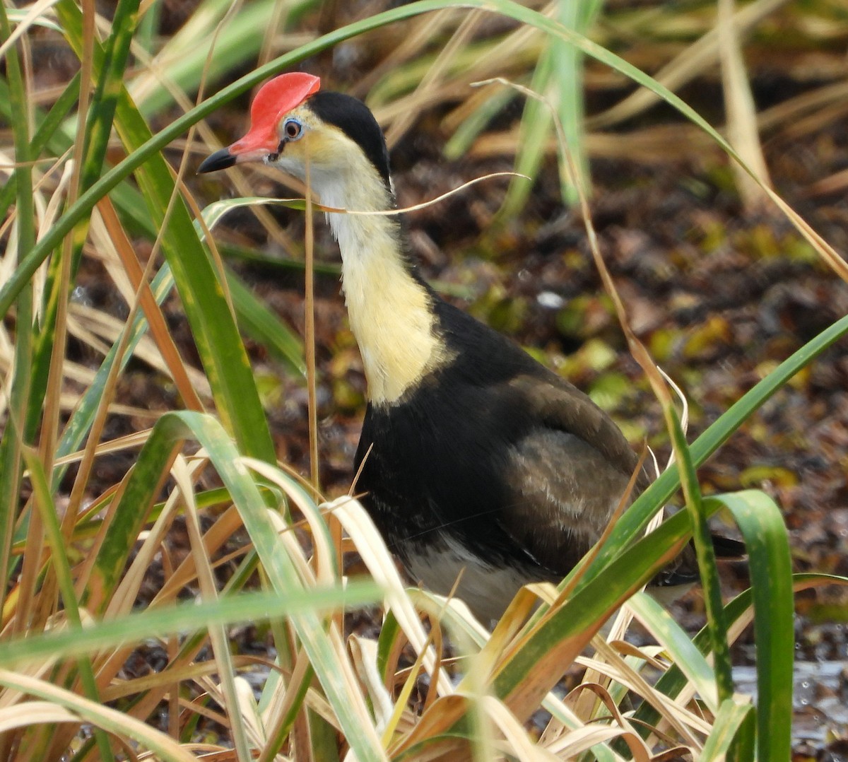 Comb-crested Jacana - ML645376786