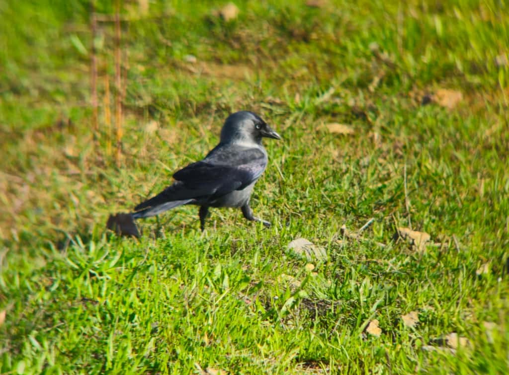 Eurasian Jackdaw - ML645376797
