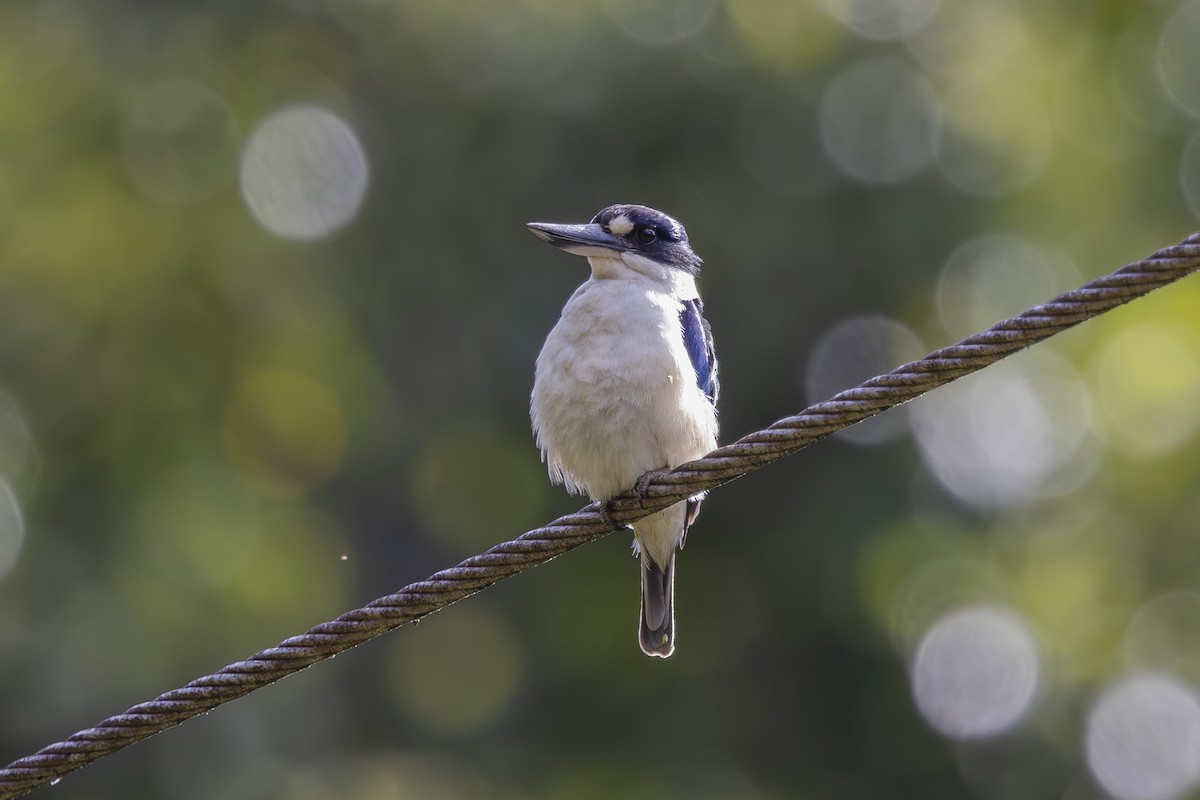 Forest Kingfisher - ML645376799