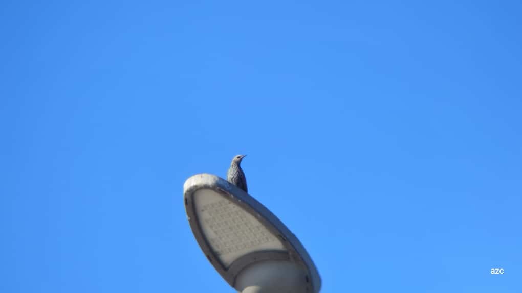 European Starling - ML645376821