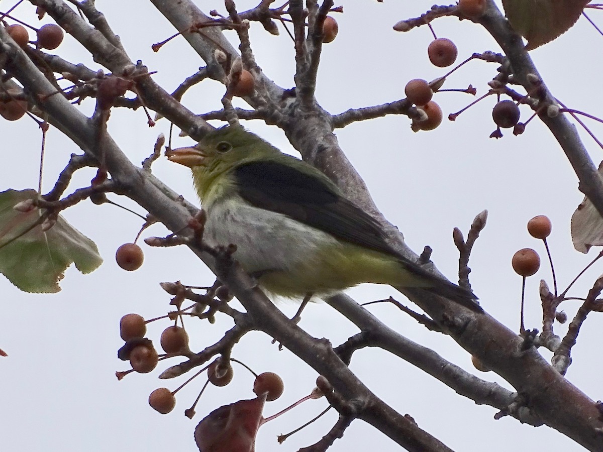 piranga šarlatová - ML645376830